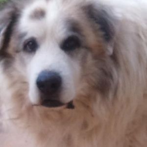 Meet your Posher, Louella